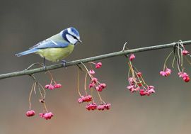 Mésange bleue